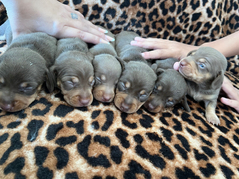 Beautiful chunky chocolate litter