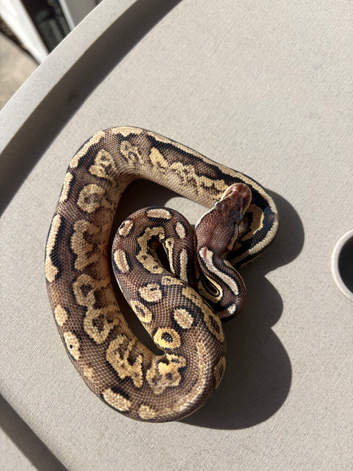 Cb26 Female pewter yellowbelly het Dg ph pied