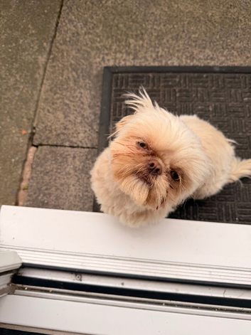 Female cream Shih Tzu