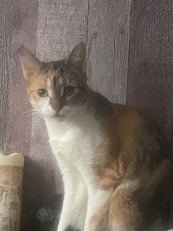 Female cat
