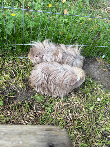 Two beautiful boy long haired grey guinea pigs