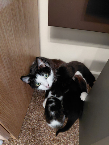 Half Maine Coon Kittens
