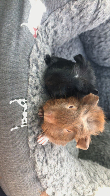 4 beautiful baby male guinea pigs