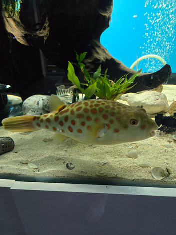 CROSS RIVER PUFFERFISH