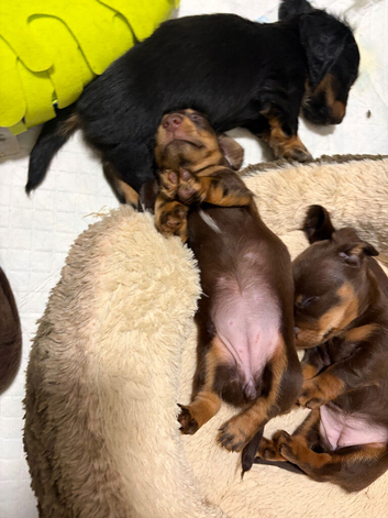 Long haired mini dachshunds