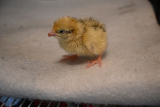 75 Japanese (Jambo) Quails chicks available