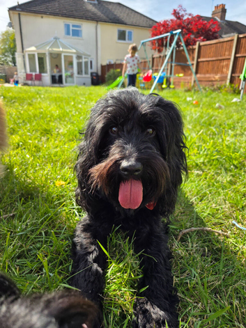 Waiting lists now open for toy poodle cross toy cockapoo puppies