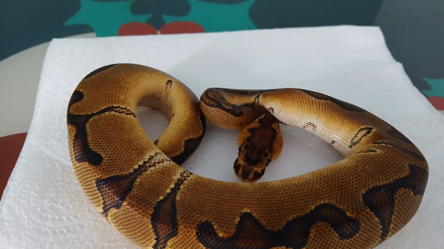 Royal python hatchlings