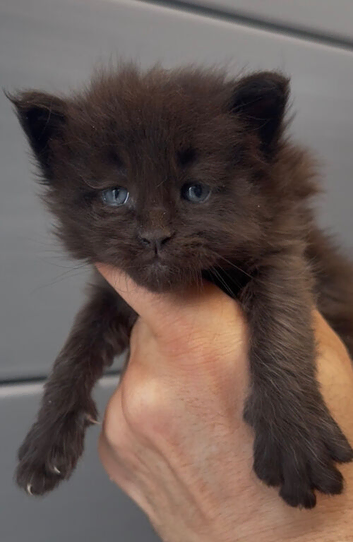 XL black,black smoke maine coon kittens