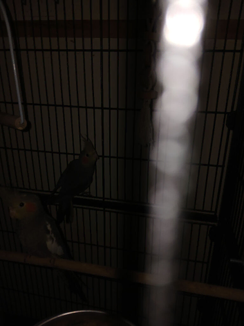 Baby cockertiels