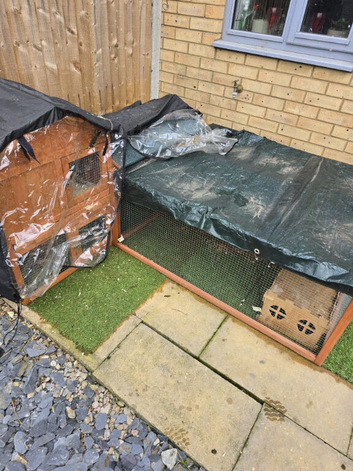 4 guinea pigs and hutch
