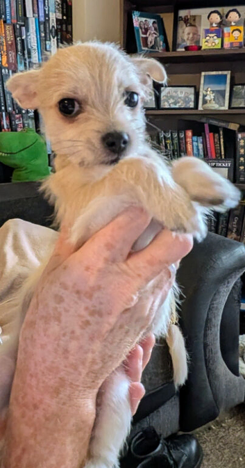 2 chihuahua/bichon frise puppies