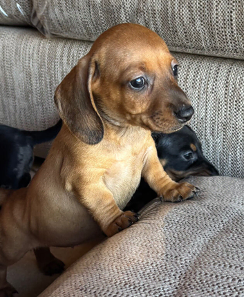 Beautiful Baby dachshunds only one beautiful baby left