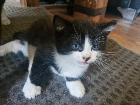 8 week old kitten for sale