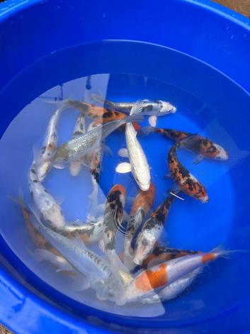 5-7 inch Koi