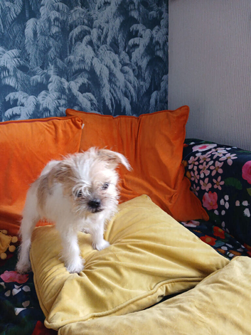 Sweet 4 month old puppy X Lasa Chowiwa
