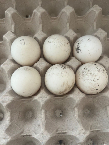 Miniature Silver Appleyard hatching eggs