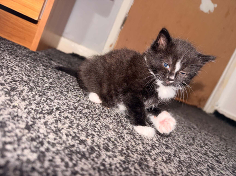 1 beautiful female kitten