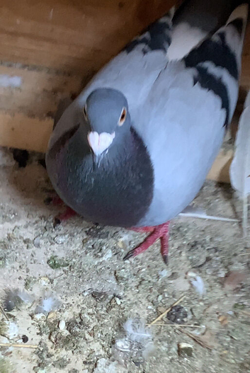 Racing pigeons