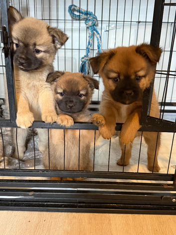 Beautiful Pomchi puppies for sale