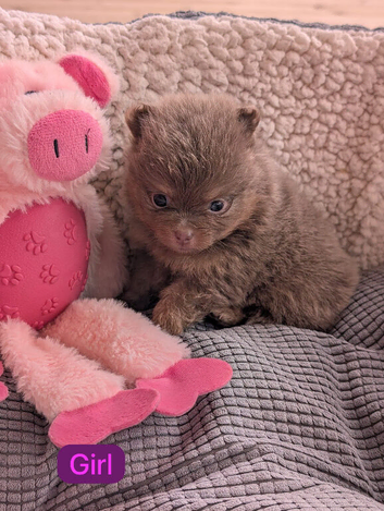 Stunning Pomeranian pups