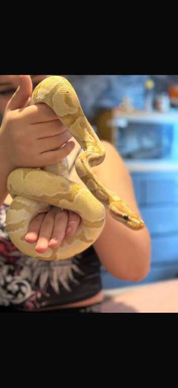 Banana Ball Python