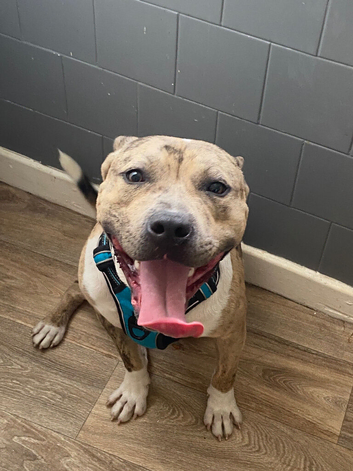 Merle male amstaff
