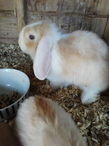 2 baby lops