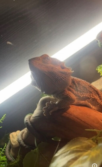 4 year old Bearded dragon for sale needs rehoming ASAP