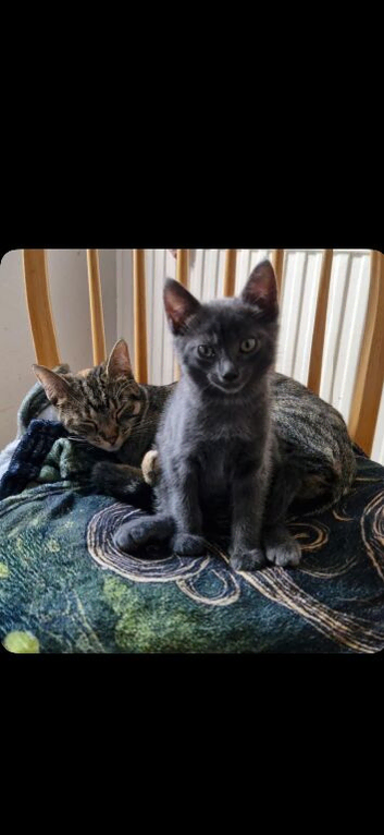 Zorro