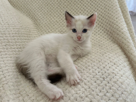 Lilac Bicolour Ragdoll Male Ready Now