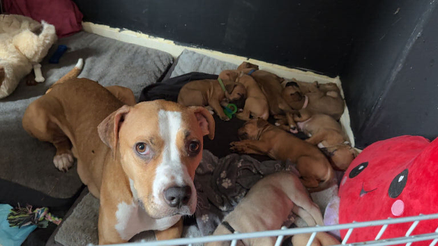 4 Mastiff x Staffy puppies available