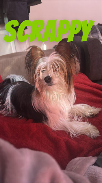 Biewer terrier Expected litter born in June