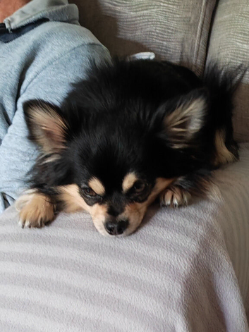 Chihuahua stud in Exmouth