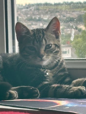 Tabby kitten