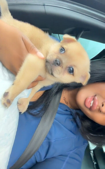 Meet Simba - Our Gorgeous 8-Week-Old Pomeranian &times; French Bulldog Puppy