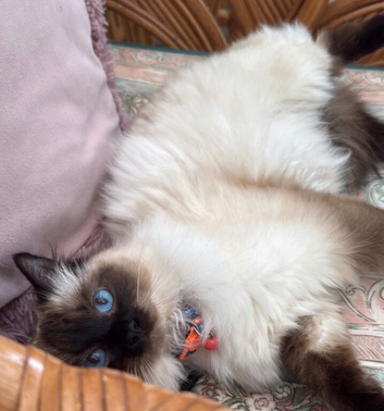 Ragdoll mixed kittens