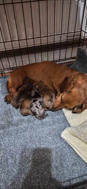 Shorthaired miniture dachshund