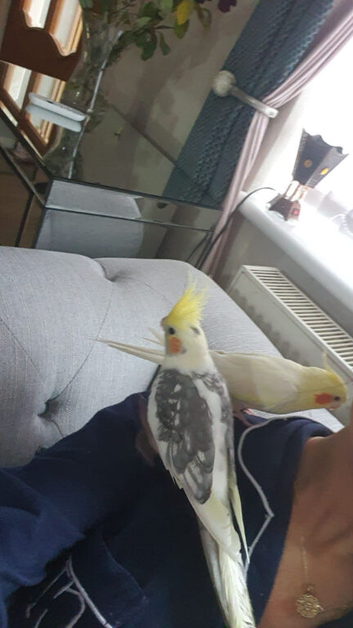 TWO FULLY ADORABLE HAND TAMED COCKATIELS FOR SALE