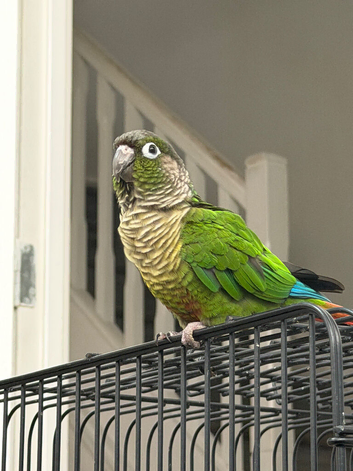Tame conures