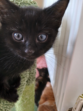 Little black girl