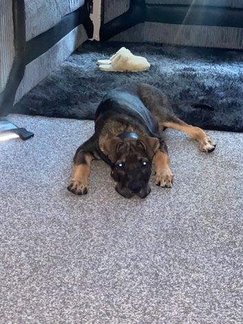 Cane Corso / Blue Shepherd