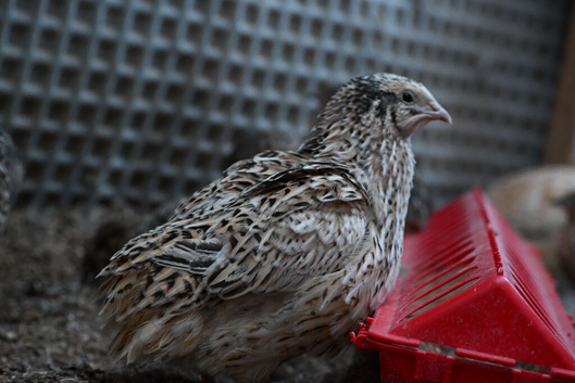 10 Jambo Quails (Male)