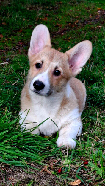 KC registered 1 bobtailed male puppy.