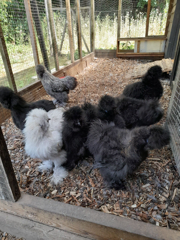 USA  bantams  silkle  cocks
