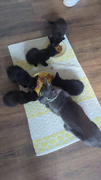 2 fluffy black kitten from russian blue mum