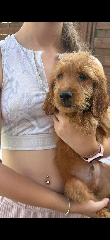 6 beautiful goldendoodles