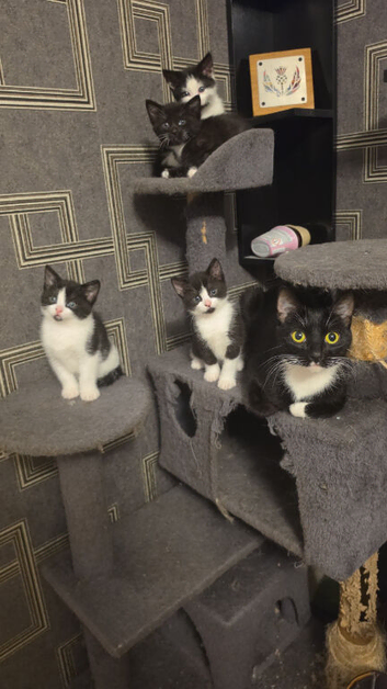 Coondoll X DSH kittens