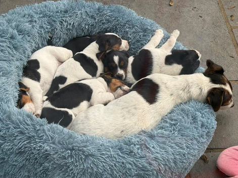 Jack Russell puppies for sale