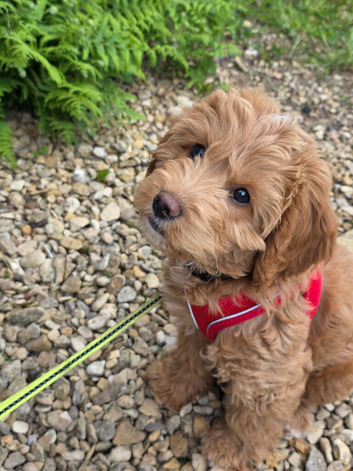 Cockapoo F2 puppy